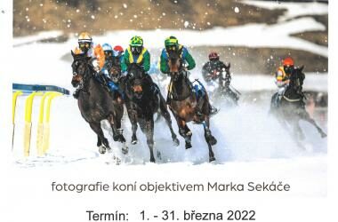 freedlantsko.eu 55 Ladnost pohybu koní – výstava fotografií
