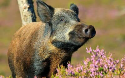 Vše přehledně na jednom místě. Kraj spustil web k očkování 6 Africký mor prasat je blíž a blíž českým hranicím s Polskem i Německem