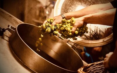 CiS systems 63 Hledáme vařiče – vařičku! Pivovar Albrecht