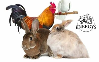 Kalendář akcí na Frýdlantsku a v okolí 50 11. Podjizerská výstava králíků, holubů a drůbeže