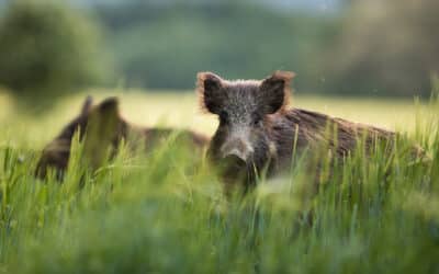 CiS Systems, s.r.o. přijme do svého týmu Technika vzorkování 14 Africký mor prasat ve Frýdlantském výběžku