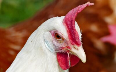 Státní veterinární veterinární správa z důvodů šíření ptačí chřipky zakazuje venkovní chov drůbeže