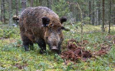 CiS Systems, s.r.o. přijme do svého týmu Technika vzorkování 14 Africký mor prasat, aktuální situace na Frýdlantsku