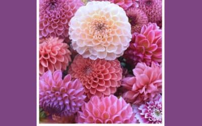 Akce na Frýdlantsku 8 Mezinárodní výstava jiřinek 2023