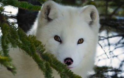 Max a Mája: Příběh lištiček