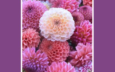 Mezinárodní výstava jiřin