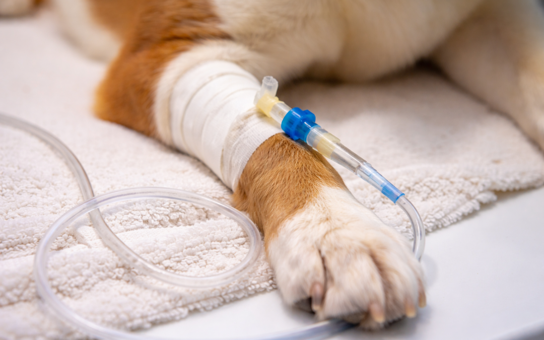 Nové Město pod Smrkem má vlastní veterinární ordinaci. Město se na jejím vzniku aktivně podílelo