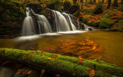 Páté výročí zápisu Jizerskohorských bučin na Seznam světového dědictví UNESCO